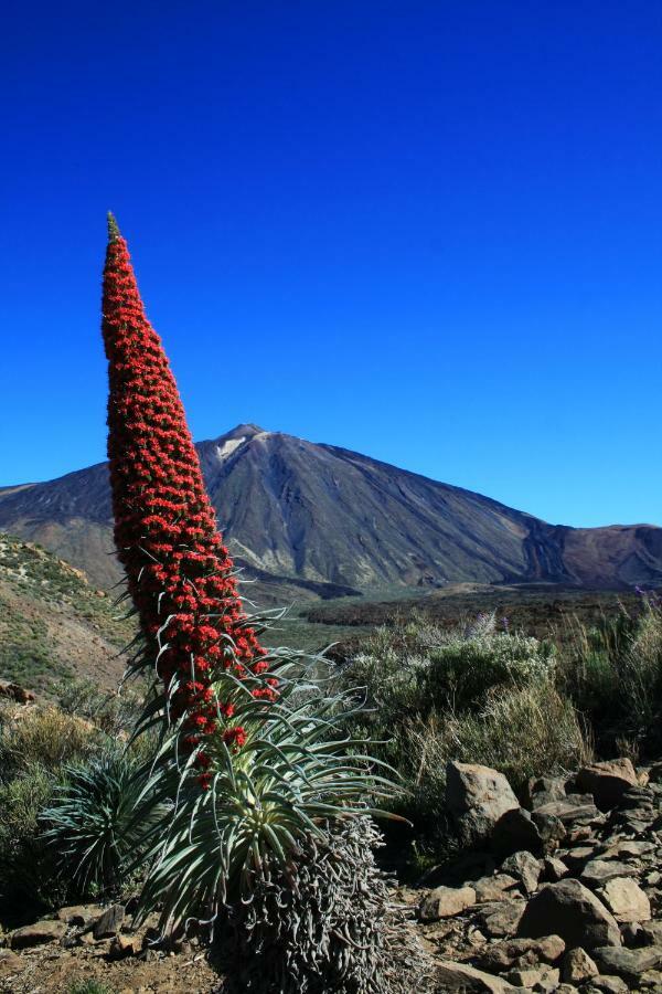 Apt El Perenquen Santa Cruz de Tenerife Kültér fotó